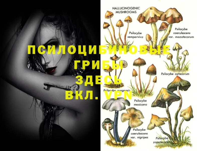 Псилоцибиновые грибы Psilocybine cubensis  наркота  Данилов 